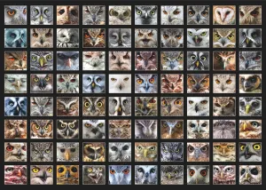 Owl Faces - 1000pc Jigsaw Puzzle By D-Toys  			  					NEW