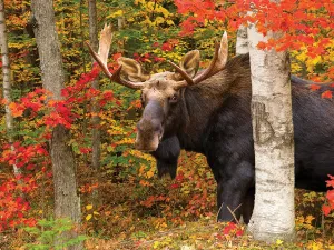 Autumn King - 550pc Jigsaw Puzzle By White Mountain  			  					NEW