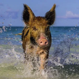 Paradise Pig - 1000pc Jigsaw Puzzle By Heye  			  					NEW