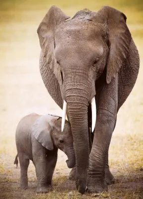 Elephant &amp; Baby - 300pc Large Format Puzzle by Eurographics