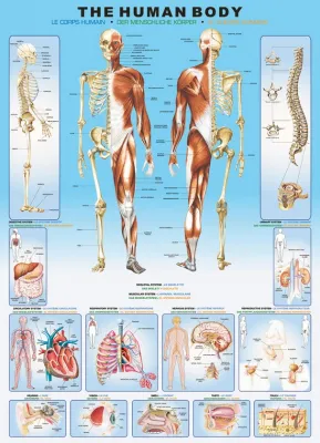 Human Body - 1000pc Educational Jigsaw Puzzle by Eurographics