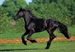 Friesian Galloping - 500pc Jigsaw Puzzle by Anatolian