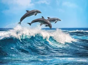 Dolphins - 500pc Jigsaw Puzzle by Clementoni  			  					NEW