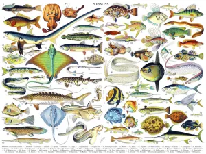 Fish/Poissons - 1000pc Jigsaw Puzzle by New York Puzzle Company
