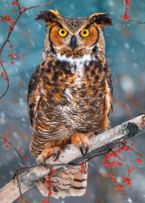 Great Horned Owl - 260pc Jigsaw Puzzle By Castorland