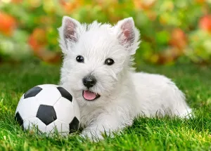 White Terrier and Football - 60pc Jigsaw Puzzle By Castorland  			  					NEW