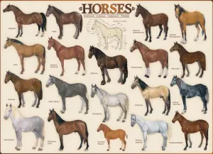 Horses - 1000pc Jigsaw Puzzle by Eurographics