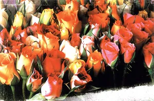 Roses - 1000pc Jigsaw Puzzle by Tomax