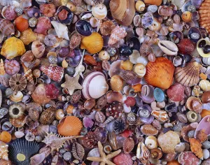 Sea Shells - 1000pc Jigsaw Puzzle by Piatnik