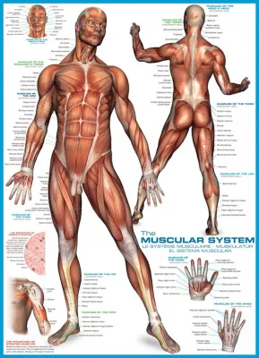 Muscular System - 1000pc Educational Jigsaw Puzzle by Eurographics
