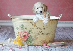 Belle Maison, Lisa Jane - 500pc Jigsaw Puzzle by Educa  			  					NEW