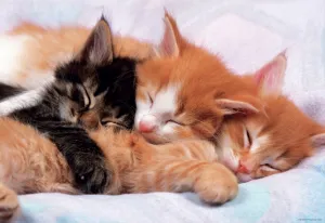 Kittens - 500pc Jigsaw Puzzle by Educa