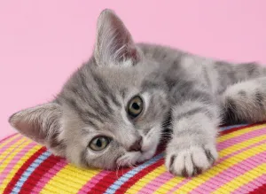 Grey Kitten - 500pc Jigsaw Puzzle by Clementoni  			  					NEW
