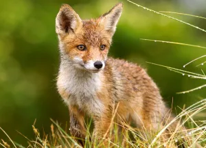 Little Fox on the Meadow - 260pc Jigsaw Puzzle By Castorland