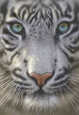 White Tiger - 500pc Jigsaw Puzzle By Educa
