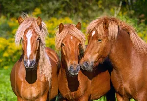 Horse Friends - 1000pc Jigsaw Puzzle By Castorland  			  					NEW
