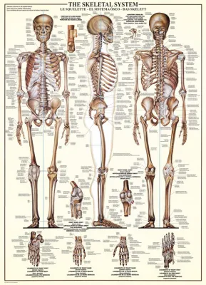 The Skeletal System - 1000pc Educational Jigsaw Puzzle by Eurographics