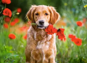 Flowers for Youâ€¦ - 180pc Jigsaw Puzzle By Castorland