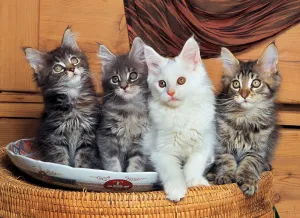 Maine Coon Cats - 500pc Jigsaw Puzzle By Tomax