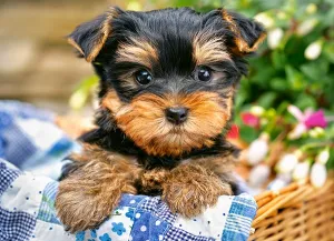 Puppy on a Picnic - 300pc Jigsaw Puzzle By Castorland