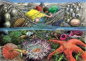 Exploring the Seashore - 35pc Tray Puzzle by Cobble Hill