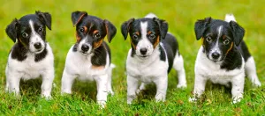 Jack Russell Terrier Puppies - 600pc Jigsaw Puzzle By Castorland  			  					NEW