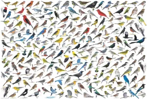 David Sibley: The World of Birds - 2000pc Jigsaw Puzzle by Eurographics