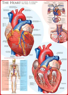 The Heart - 1000pc Jigsaw Puzzle by Eurographics