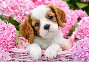 Pup in Pink Flowers - 500pc Jigsaw Puzzle By Castorland